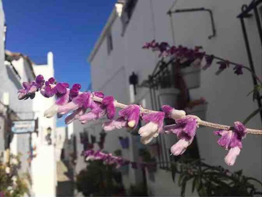 Casa Arena Y Sal En Pleno Casco Antiguo De Vejer Villa Vejer de la Frontera Exteriör bild